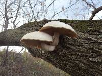 Image of Pleurotus ulmarius