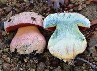 Boletus eastwoodiae image