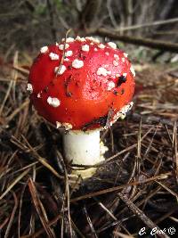 Amanita muscaria image