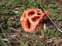 Clathrus ruber image