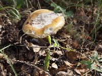 Amanita calyptroderma image