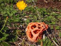 Clathrus ruber image