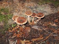 Armillaria mellea image