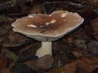 Leucopaxillus gentianeus image