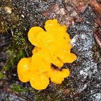 Tremella aurantia image