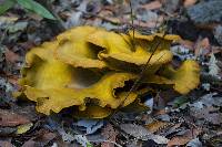 Omphalotus olivascens image