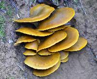 Omphalotus olivascens image