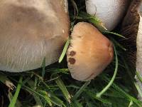 Image of Psathyrella candolleana