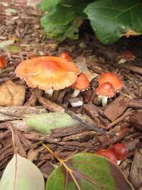 Leratiomyces ceres image