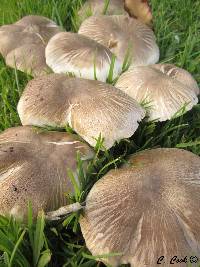 Agaricus xanthodermus image