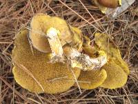 Suillus pungens image