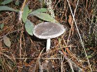 Amanita vaginata image