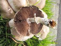 Agaricus xanthodermus image