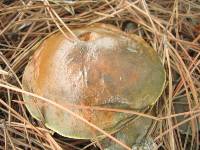 Suillus pungens image