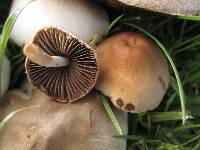 Psathyrella candolleana image