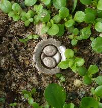 Cyathus olla image