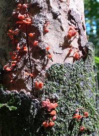 Image of Favolaschia calocera