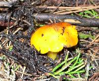 Hygrocybe singeri image