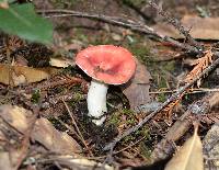 Russula cremoricolor image