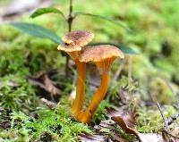 Craterellus tubaeformis image