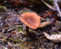 Lactarius rubidus image