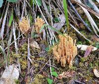 Ramaria formosa image