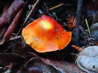 Hygrocybe coccinea image