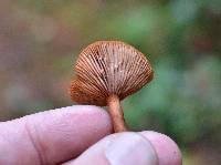 Lactarius rubidus image