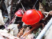 Hygrocybe coccinea image