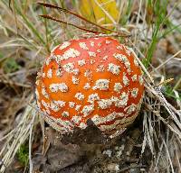 Amanita muscaria image