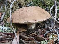 Leccinum manzanitae image