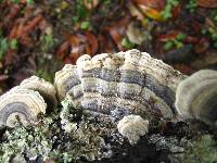 Trametes versicolor image