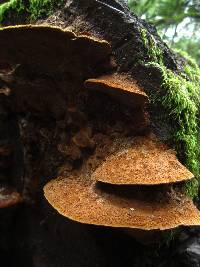 Phellinus gilvus image