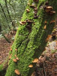 Phellinus gilvus image