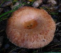 Lactarius torminosus image