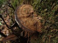 Ganoderma applanatum image