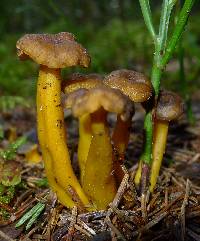 Craterellus tubaeformis image