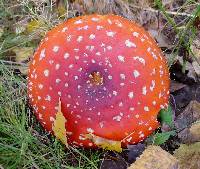 Amanita muscaria image