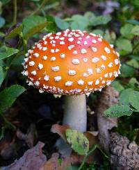 Amanita muscaria image