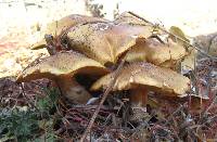 Armillaria mellea image