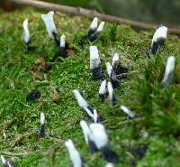 Xylaria hypoxylon image