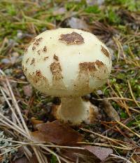 Amanita phalloides image