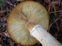 Armillaria mellea image