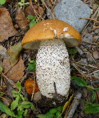 Leccinum insigne image