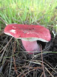 Russula sanguinaria image