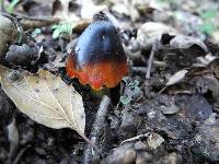 Hygrocybe conica image