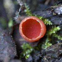 Sarcoscypha coccinea image