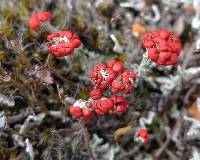 Image of Cladonia cristatella