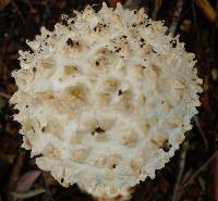 Amanita smithiana image