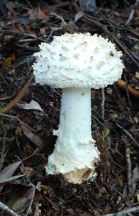 Amanita smithiana image